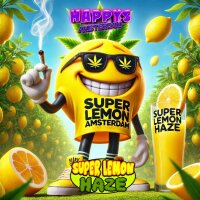Happys Amsterdam Bundle + GRATIS Display